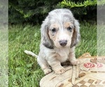 Small Dachshund
