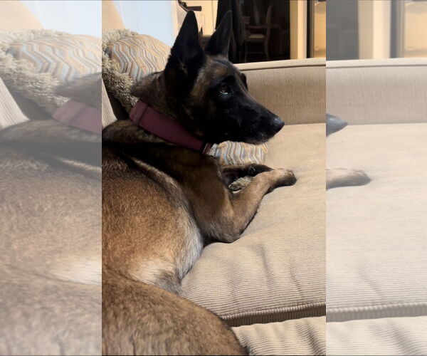 Medium Photo #2 Mutt Puppy For Sale in San Diego, CA, USA