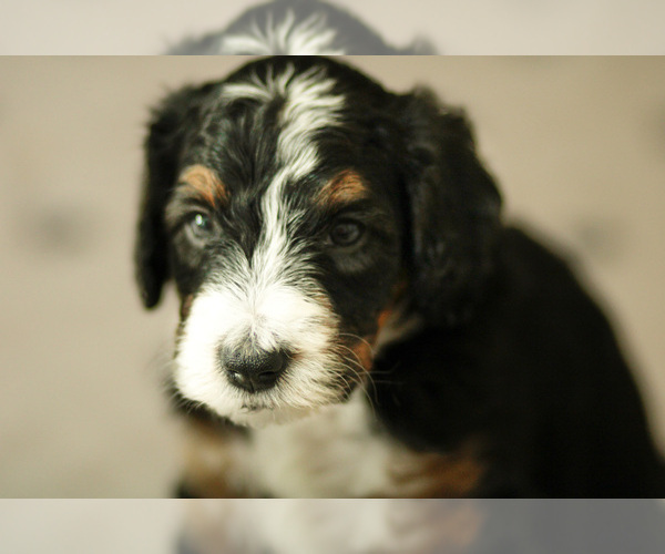 Medium Photo #11 Bernedoodle Puppy For Sale in ELDRIDGE, IA, USA