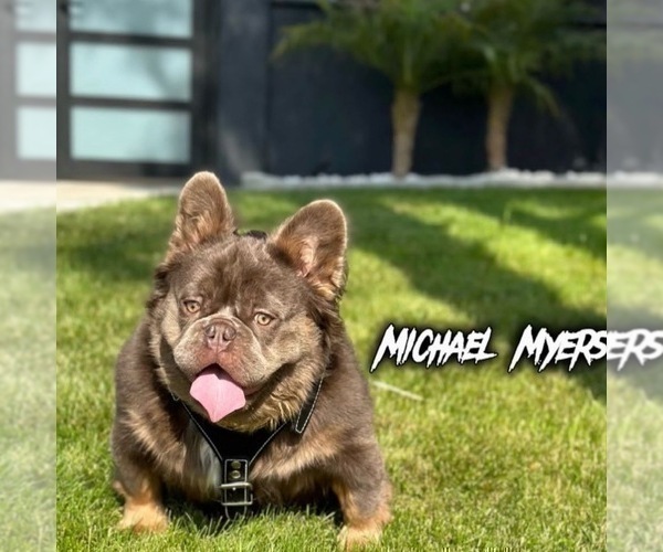 Medium Photo #1 French Bulldog Puppy For Sale in SALT LAKE CITY, UT, USA