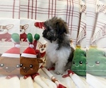 Small Photo #4 Zuchon Puppy For Sale in SYLMAR, CA, USA