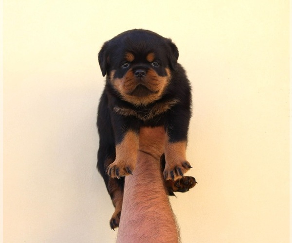 Medium Photo #1 Rottweiler Puppy For Sale in LA TUNA CANYON, CA, USA