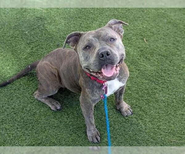 Medium Photo #2 American Staffordshire Terrier-Unknown Mix Puppy For Sale in Las Vegas, NV, USA
