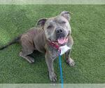 Small #1 American Staffordshire Terrier Mix