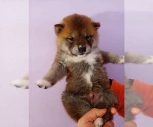 Shiba Inu Puppy for sale in SAN DIEGO, CA, USA