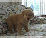 Small #5 Golden Retriever