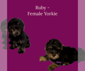 Yorkshire Terrier Puppy for sale in AZLE, TX, USA