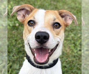 Mutt Dogs for adoption in Jefferson, WI, USA