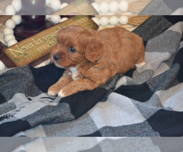 Medium Photo #8 Cavapoo (Miniature) Puppy For Sale in GREENWOOD, WI, USA