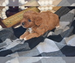 Small Photo #8 Cavapoo (Miniature) Puppy For Sale in GREENWOOD, WI, USA