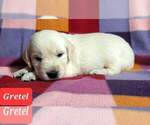 Small Photo #21 Golden Retriever Puppy For Sale in AIKEN, SC, USA