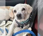 Small #13 Pug Mix