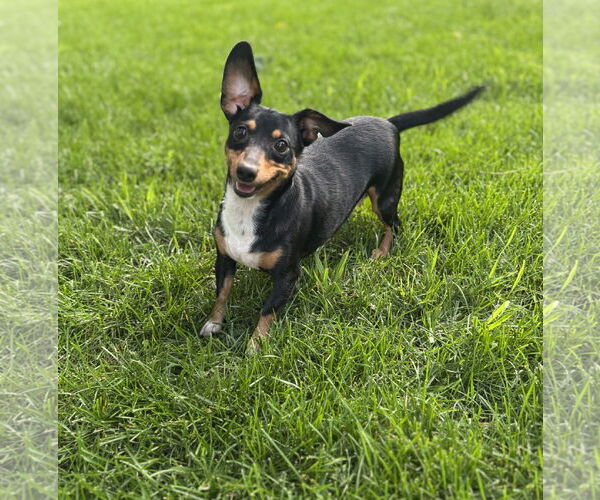 Medium Photo #2 Dachshund Puppy For Sale in Sioux Falls, SD, USA