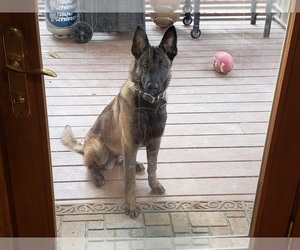 Father of the Belgian Malinois puppies born on 02/02/2022