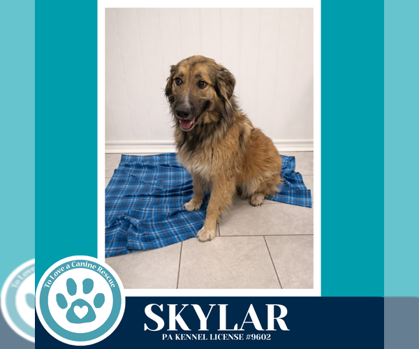 Medium Photo #1 German Shepherd Dog-Unknown Mix Puppy For Sale in Kimberton, PA, USA