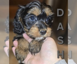 Cavapoo Puppy for sale in MIDDLETOWN, IN, USA