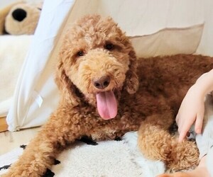 Mother of the Goldendoodle puppies born on 07/25/2025