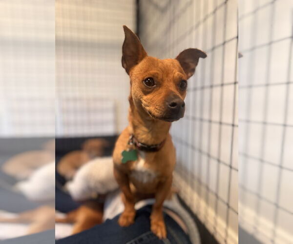 Medium Photo #5 Chihuahua-Unknown Mix Puppy For Sale in Bellevue, WA, USA