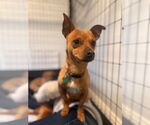 Small #4 Chihuahua Mix