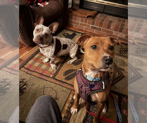 Medium Photo #2 Mutt Puppy For Sale in Springdale, PA, USA