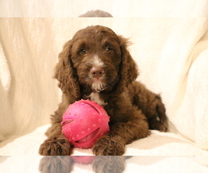 Springerdoodle Puppy for sale in NEWBERRY SPGS, CA, USA