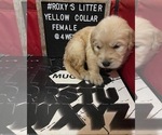 Small Photo #5 Golden Retriever Puppy For Sale in SAN BERNARDINO, CA, USA