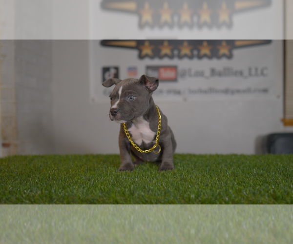 Medium Photo #3 American Bully Puppy For Sale in GREELEY, CO, USA
