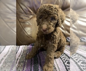 Miniature Labradoodle Puppy for Sale in BARBOURSVILLE, West Virginia USA