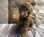 Small Photo #1 Miniature Labradoodle Puppy For Sale in BARBOURSVILLE, WV, USA