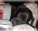 Small Photo #3 Labrador Retriever-Unknown Mix Puppy For Sale in Blairsville, GA, USA