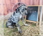 Small #7 Catahoula Leopard Dog