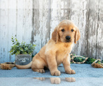 Small #1 Golden Retriever