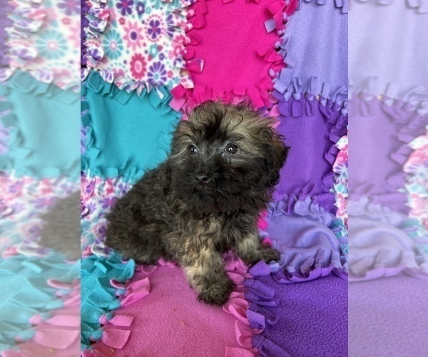 Medium Photo #4 Havanese Puppy For Sale in FREDERICK, MD, USA