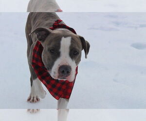 Chubbs - Male Mutt Dog for Adoption - Photo #6