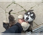 Small #12 Alaskan Malamute