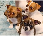 Small Photo #7 Chihuahua Puppy For Sale in MOUNT AIRY, NC, USA