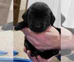 Small #14 Labrador Retriever
