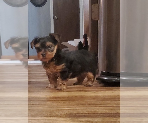 Medium Photo #9 Yorkshire Terrier Puppy For Sale in NEVADA, TX, USA
