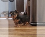 Small Photo #9 Yorkshire Terrier Puppy For Sale in NEVADA, TX, USA