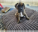 Puppy Diesel Boxer