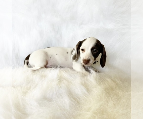 Medium Photo #8 Dachshund Puppy For Sale in DAVIS, CA, USA