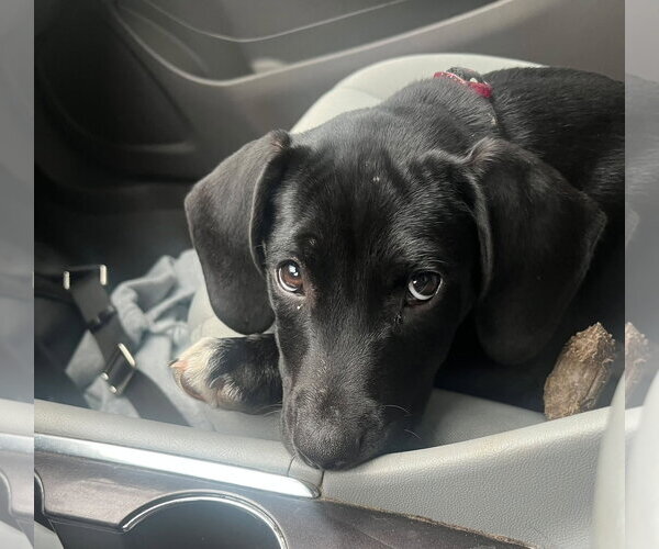 Medium Photo #3 Mutt Puppy For Sale in Mount Laurel, NJ, USA
