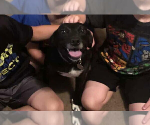 Medium Photo #2 Jack-A-Bee Puppy For Sale in Princeton, MN, USA