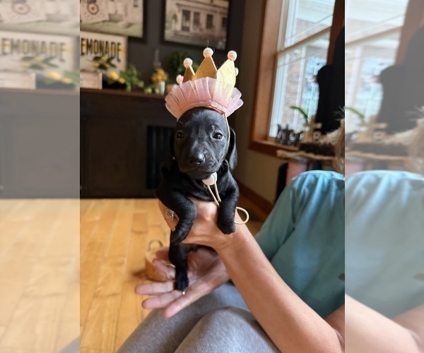 Medium Photo #8 Dachshund Puppy For Sale in OLIVE HILL, KY, USA