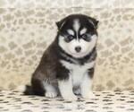 Small #3 Pomsky