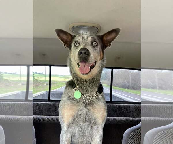 Medium Photo #3 Mutt Puppy For Sale in Paso Robles, CA, USA