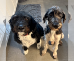 Small Photo #4 Poodle (Standard)-Unknown Mix Puppy For Sale in Brooklyn, NY, USA