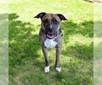 Small #1 American Pit Bull Terrier