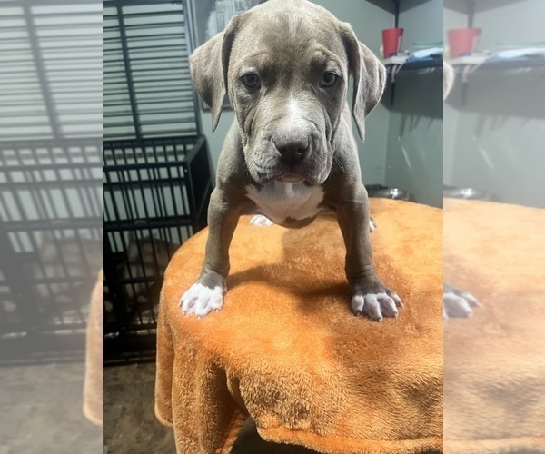 Medium Photo #9 American Bully Puppy For Sale in SNELLVILLE, GA, USA