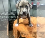Small #8 American Bully